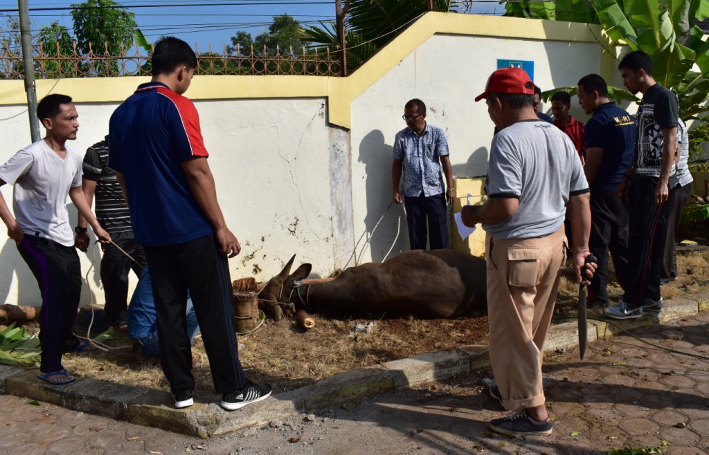 Qurban 1 2019